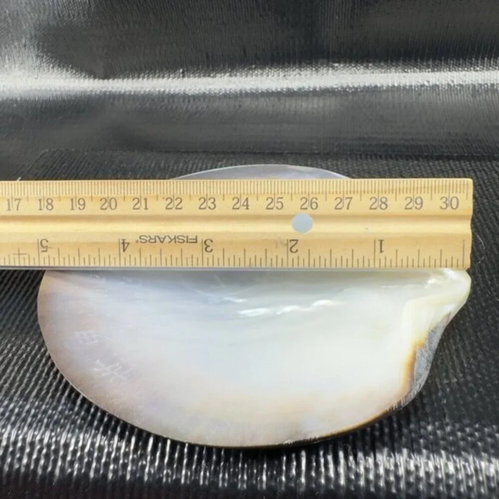 1999 Natural Abalone Shell‎ Iridescent Smooth Etched Mother Of Pearl World Peace